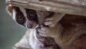 Fast aid for slow lorises