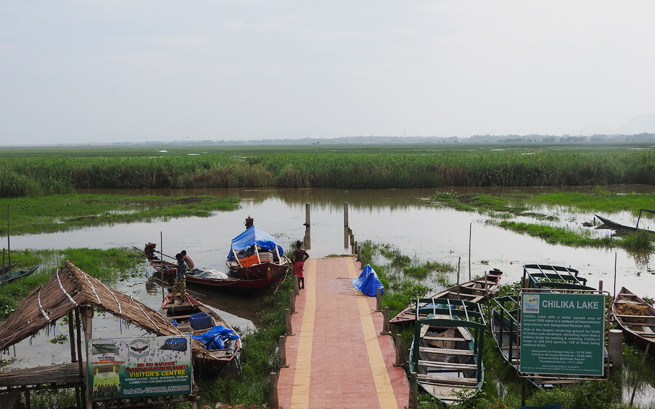 Chilika Lake, a vast body of water surrounded by swathes of swaying reeds, and a draw for migratory birds. Photo by Elita Almeida