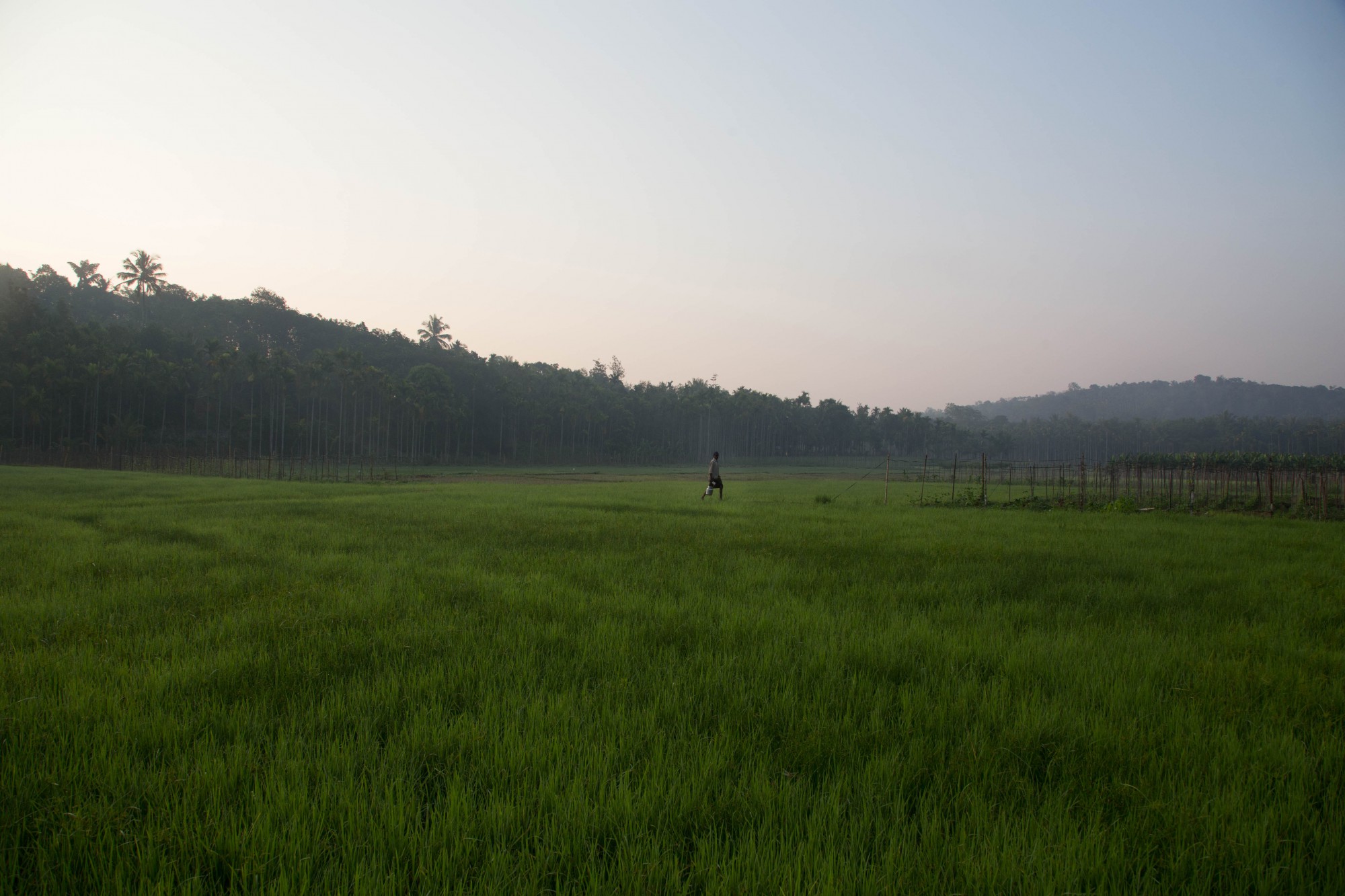 Rice is a part of the staple diet in Kerala and the paddy fields of Wayanad are in the valleys. Due to increasing cultivation costs and low profits, these holdings are shrinking.