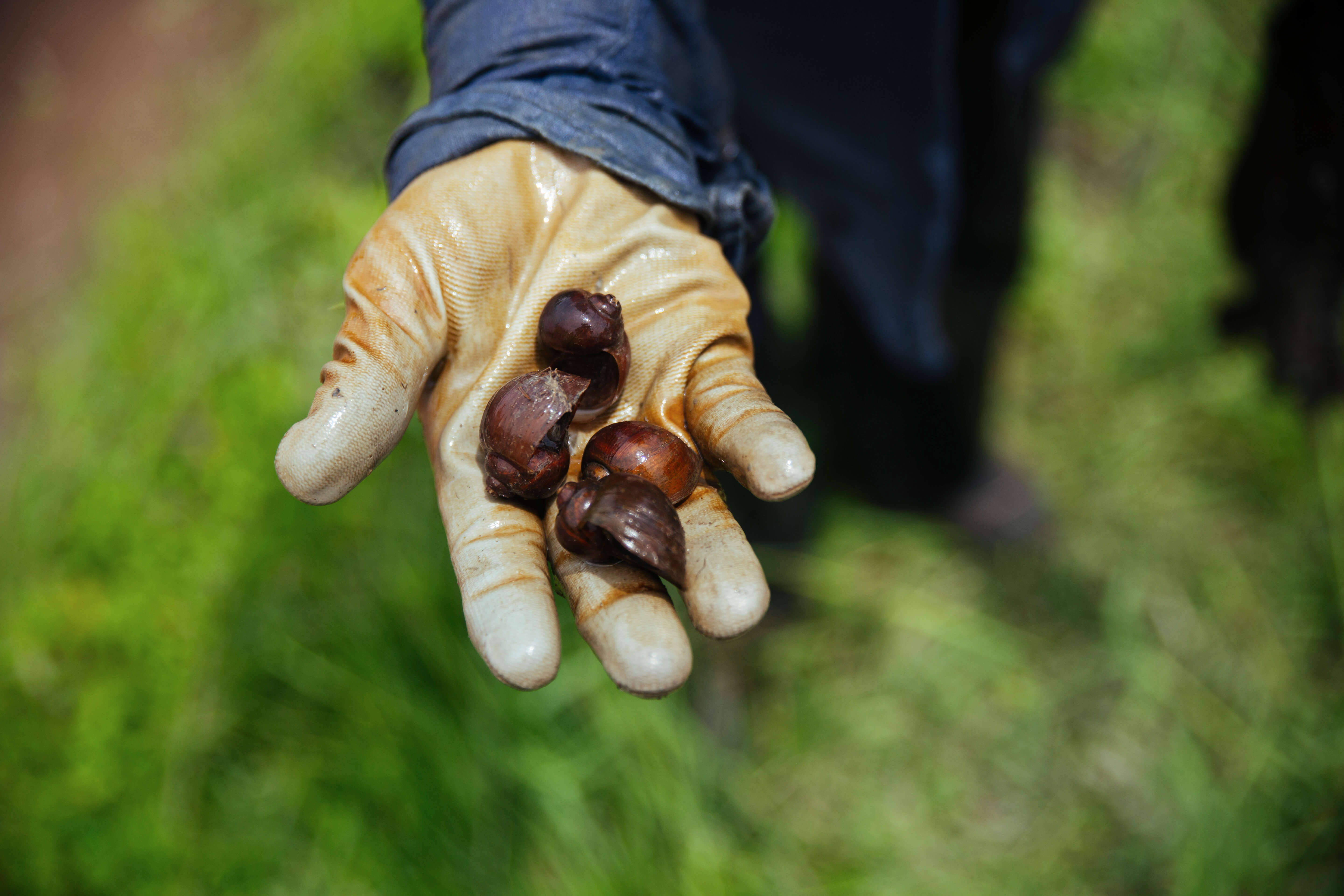 Snails found on the paddy field. Snails are pests on the paddy fields, but become ingredients for a yummy dinner! “Escargot” Lun Bawang-style is among the many creative dishes Langit and Aunty Ribed have cooked up 