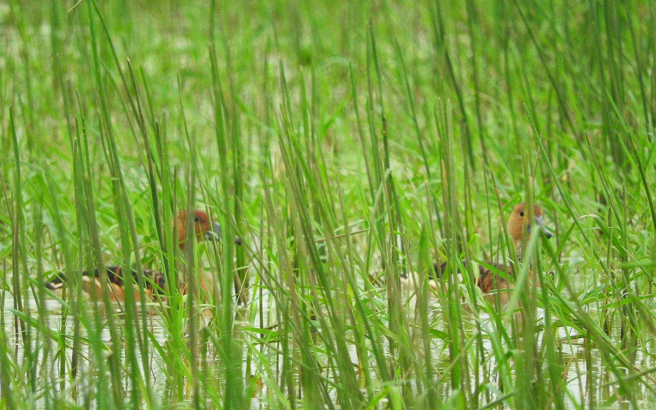 Thanks to efforts like theirs, the bird population in the region has rebounded to around 300,000. Photo from Mangalajodi Ecotourism Trust 